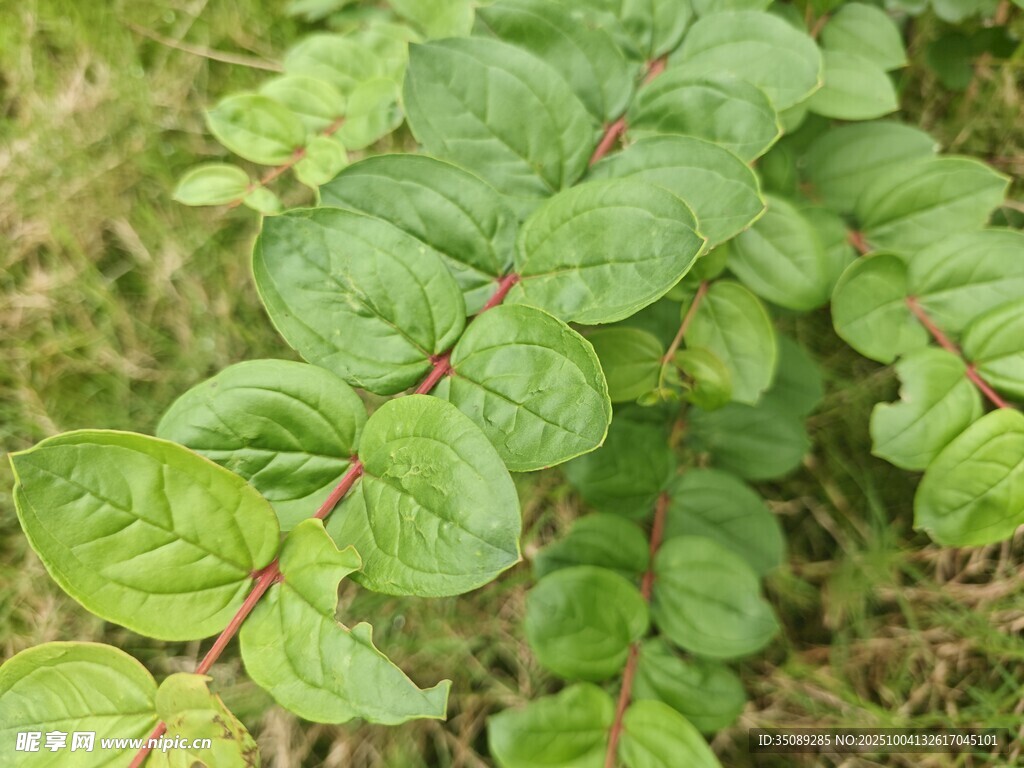 绿叶红茎植物特写
