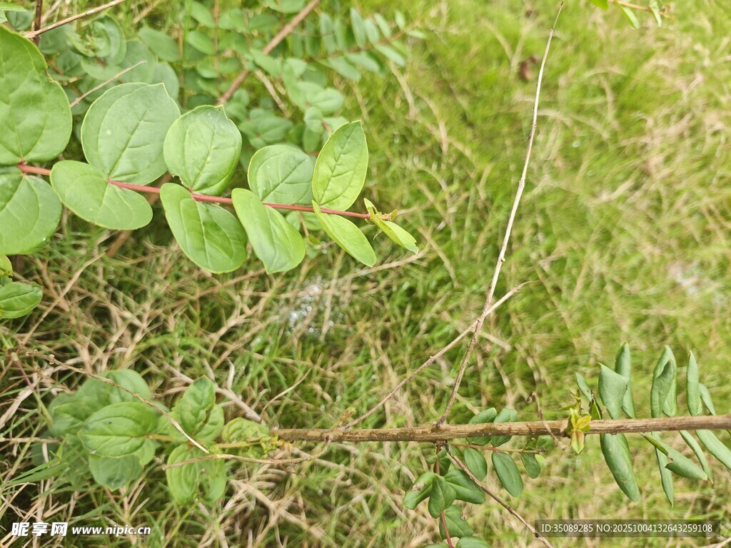 草丛中的绿色昆虫