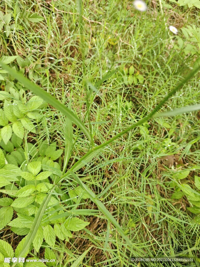 草地中的绿色植物