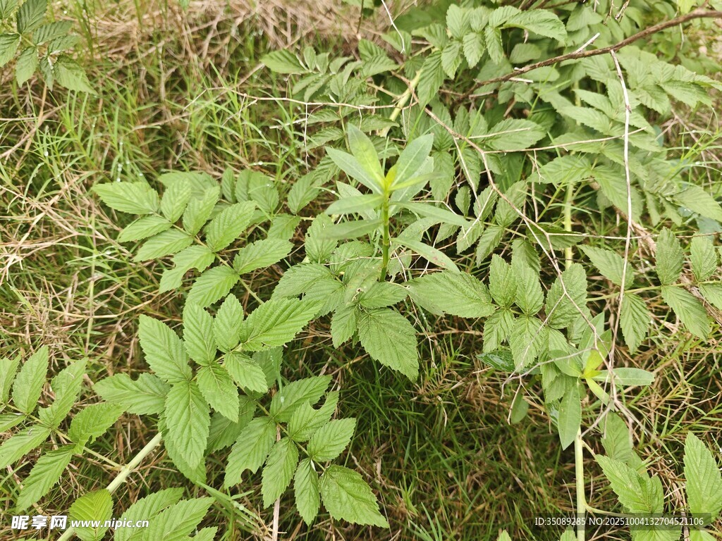 野外嫩绿植物丛