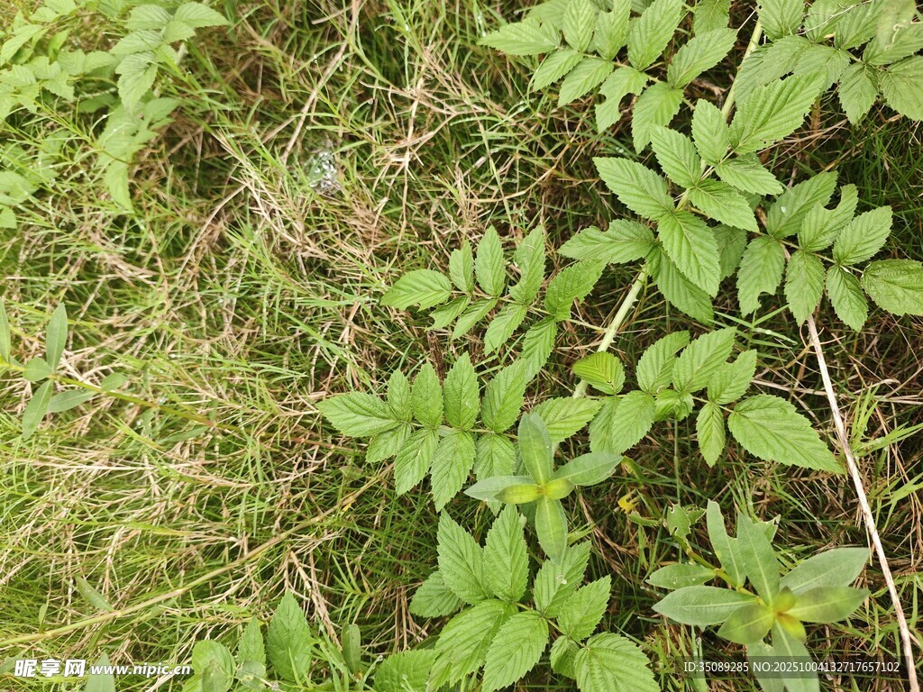 翠绿繁茂的野生植物景象