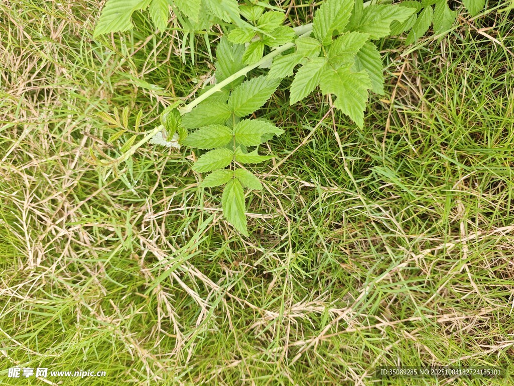 草丛中的绿色植物