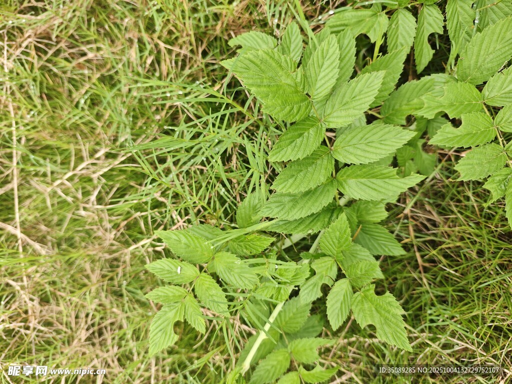 嫩绿草丛中的清新植物