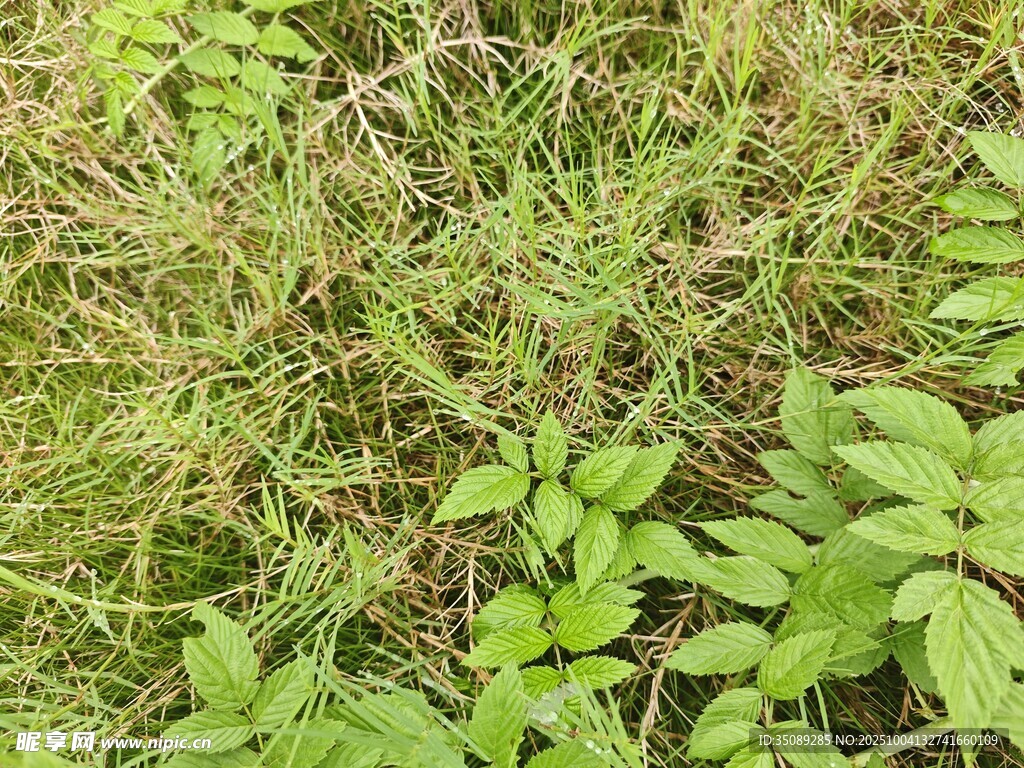 野外繁茂的绿色植物景观