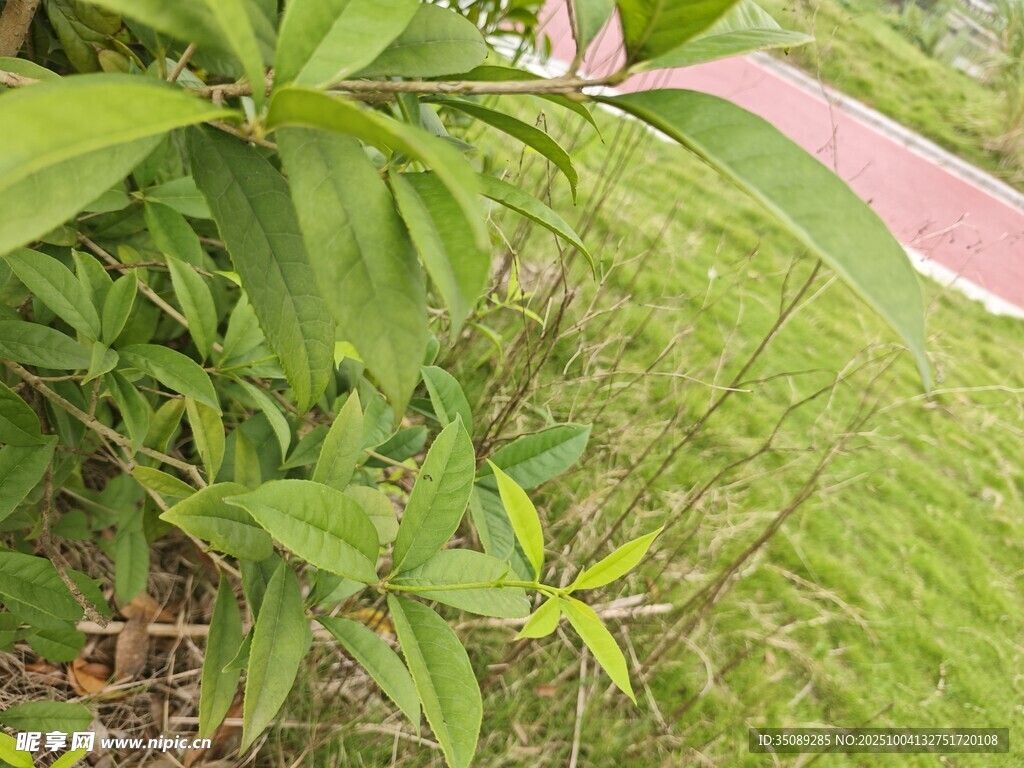 绿叶植物特写