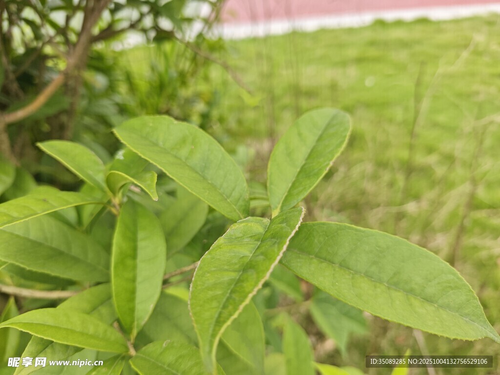 嫩绿植物特写