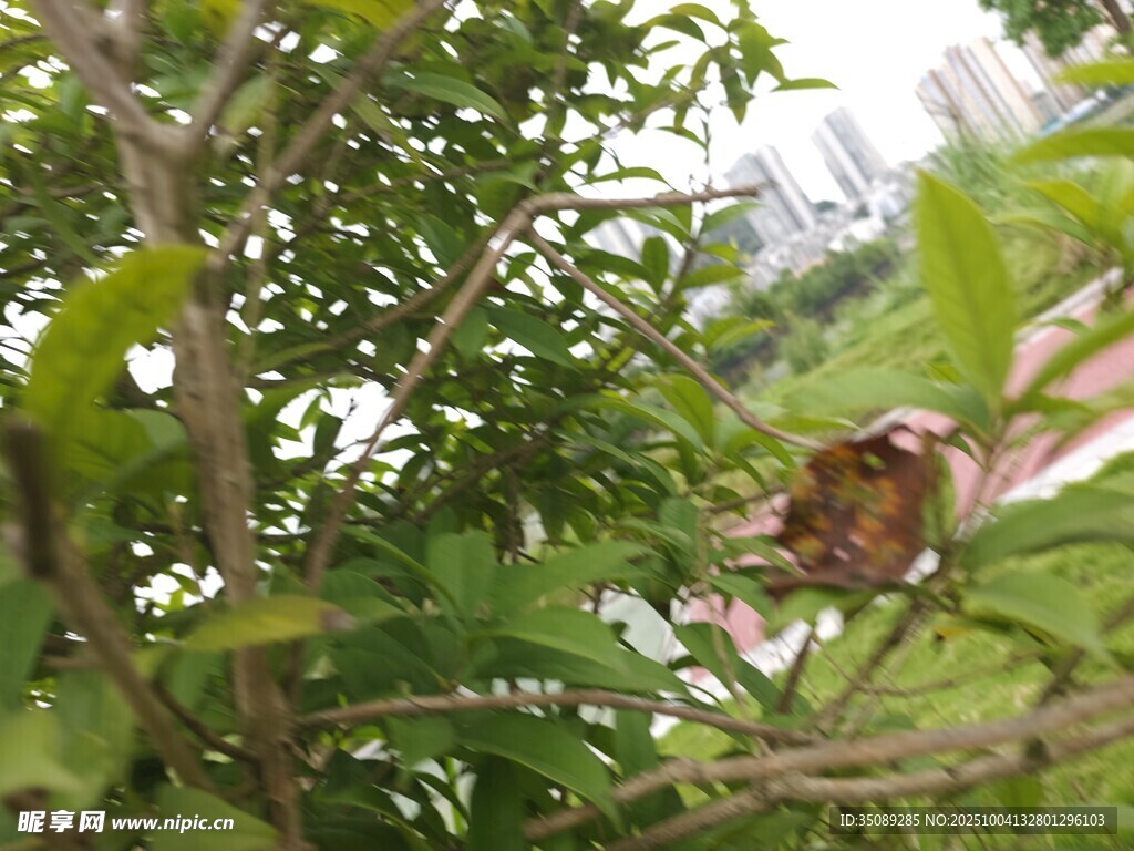 绿叶间的斑斓花朵