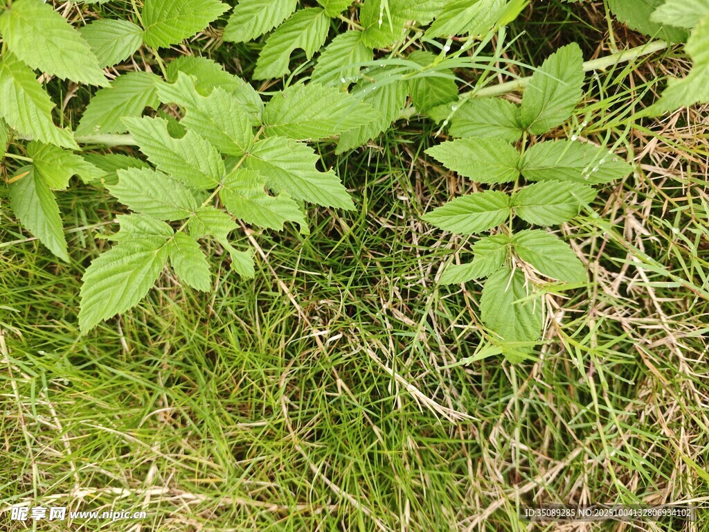 绿叶繁茂的草地植物