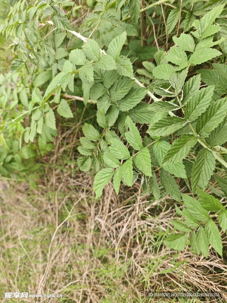 野外生长的绿色植物群落