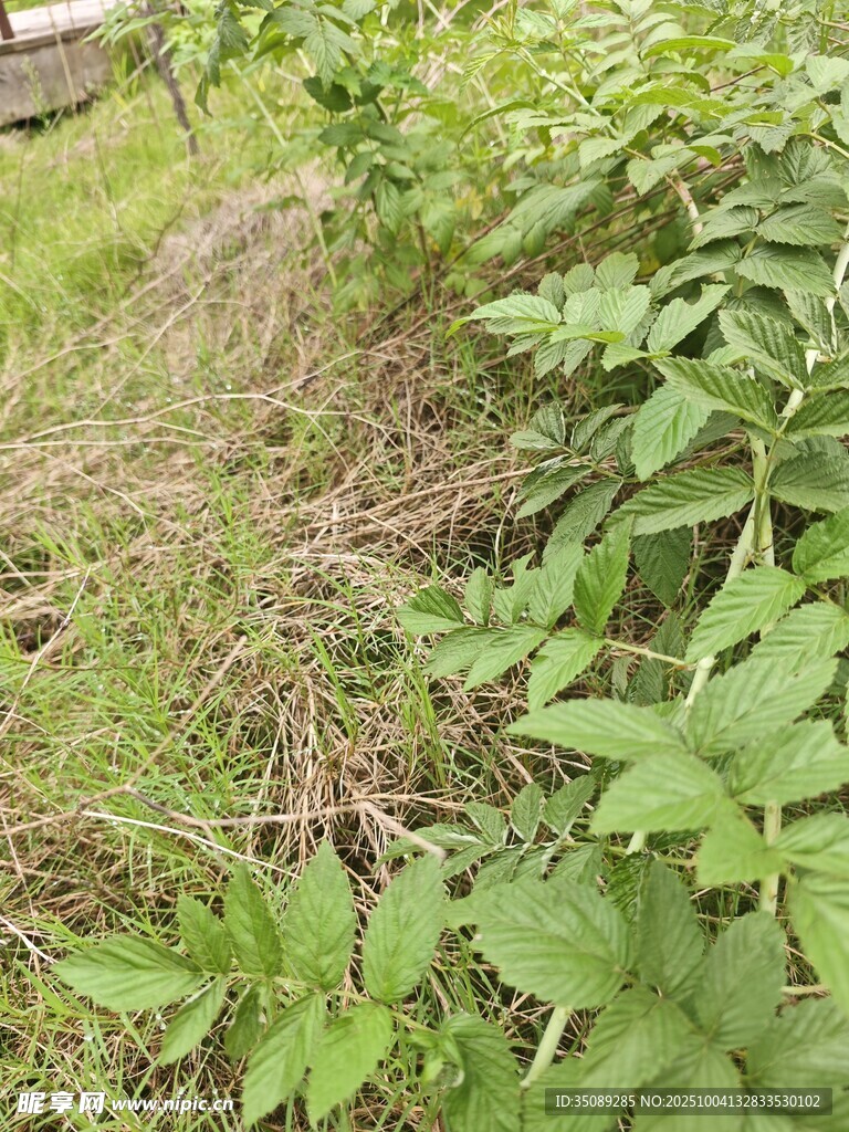 野外杂草丛生的绿色景象