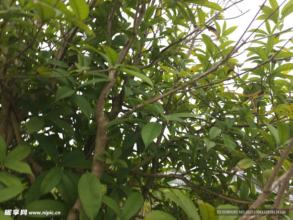 繁茂绿树尽显自然生机