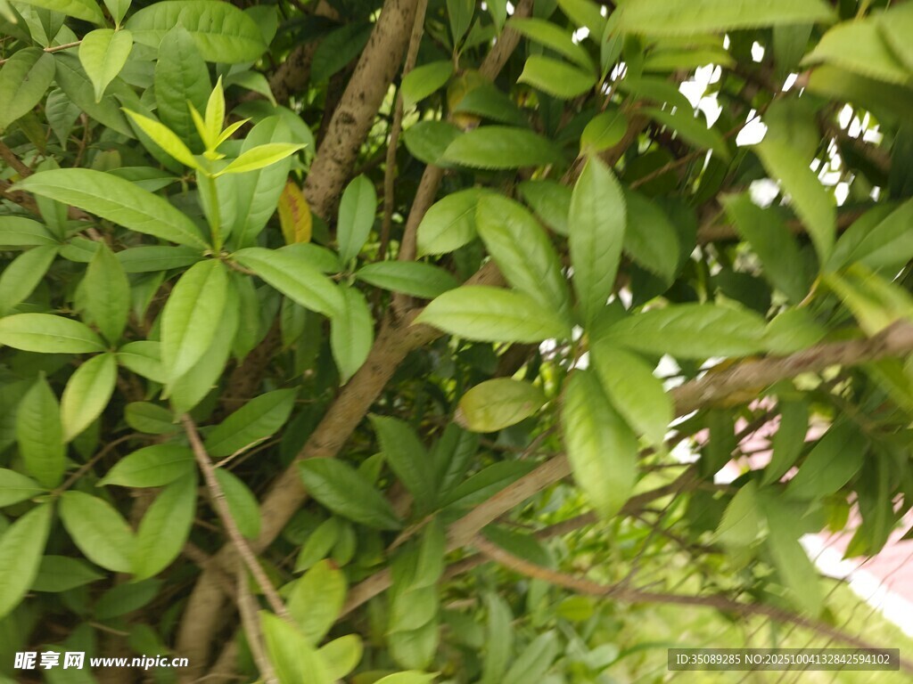 绿叶繁茂的植物特写