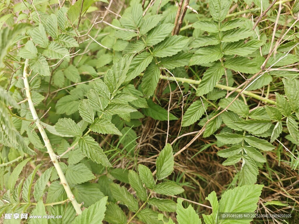 野外丛生的绿色蕨类植物