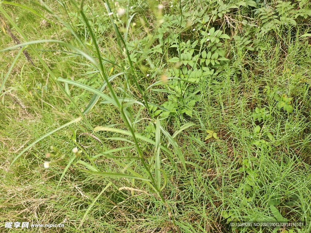 野外茂盛的绿色草丛