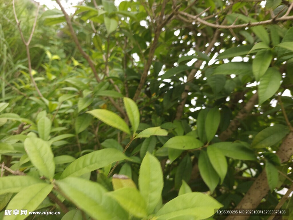 绿叶繁茂的植物景象