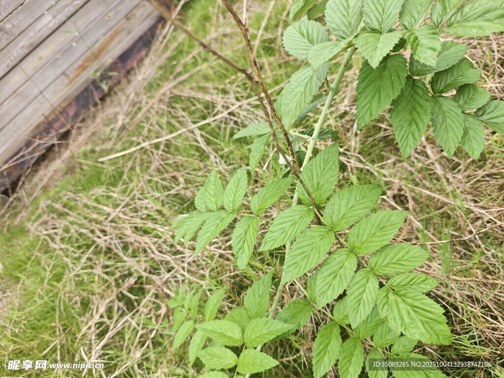 嫩绿植物生长于地面