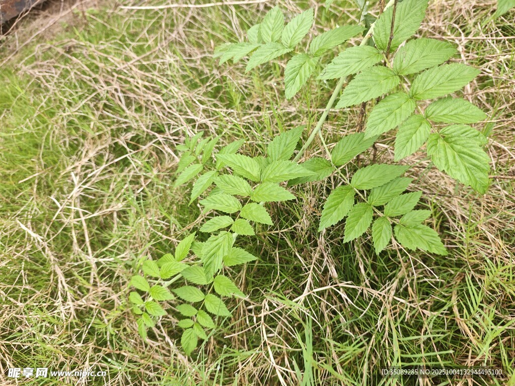 草地上的绿色羽状植物