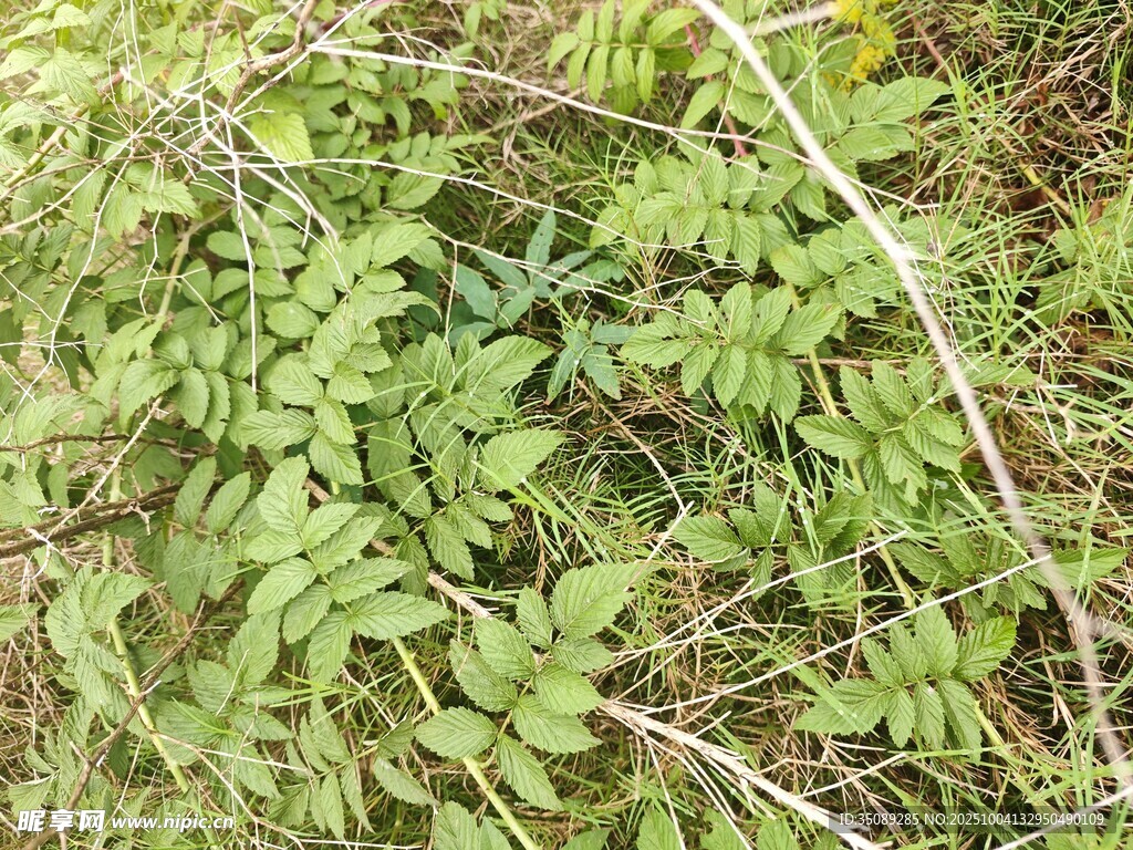 茂密丛生的绿色蕨类植物