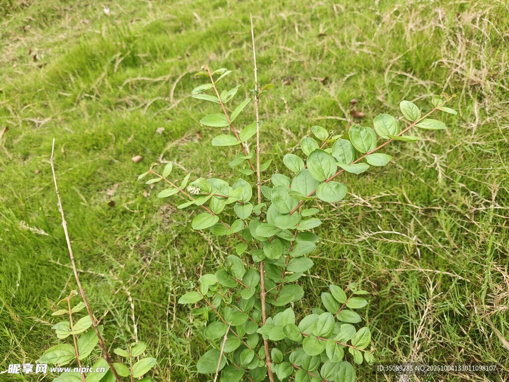 嫩绿草地中的繁茂植物
