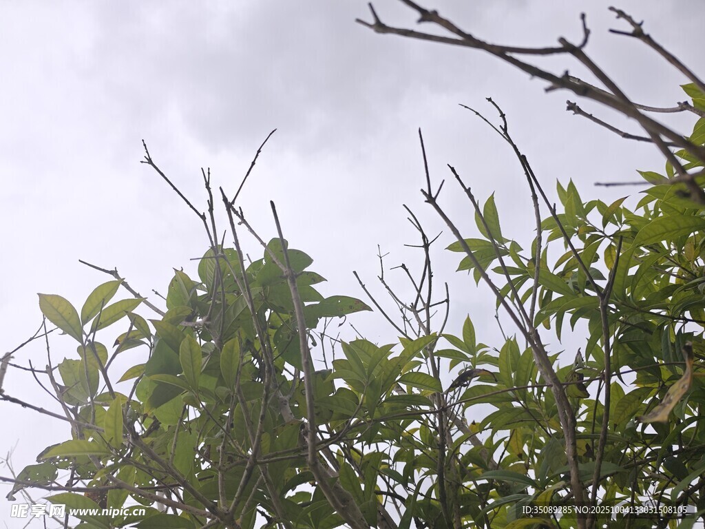 枝头绿叶与光秃枝干