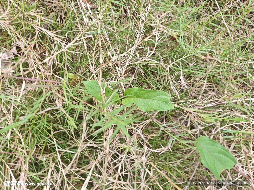 草丛中的嫩绿小植物