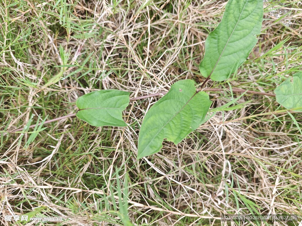 草地上的嫩绿植物