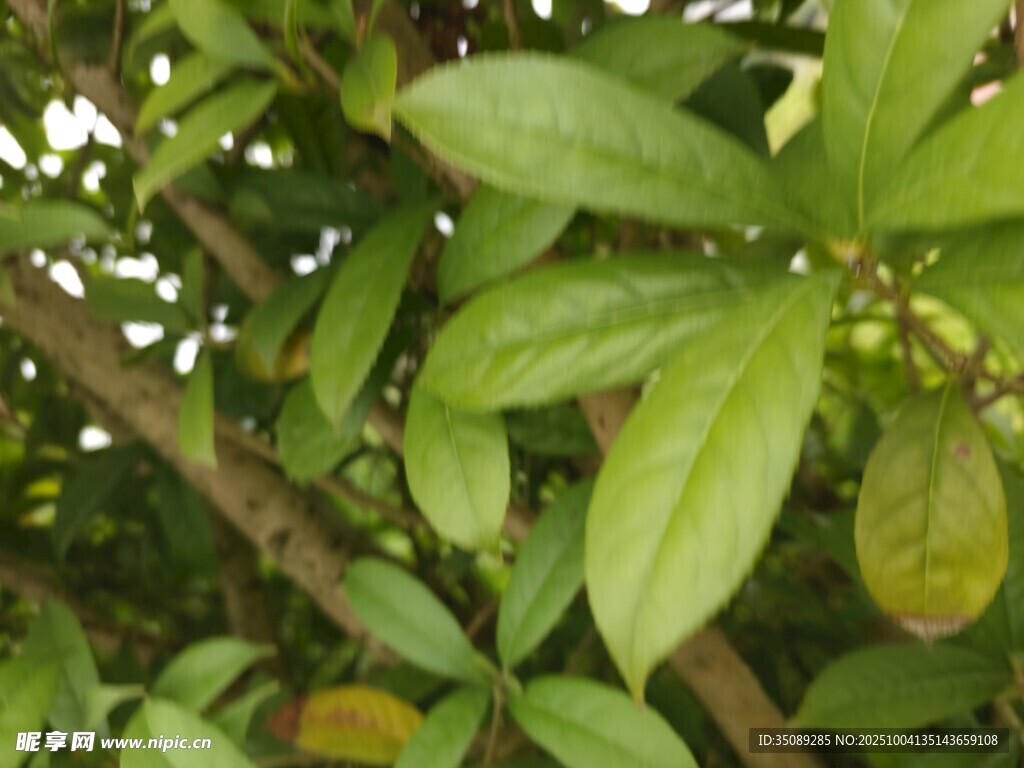 绿叶间的果实与繁茂枝叶