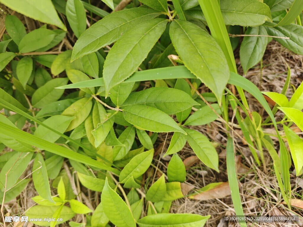 翠绿繁茂的野生植物