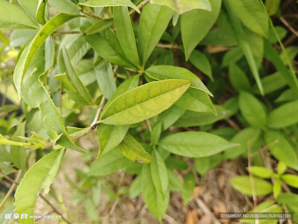 翠绿繁茂的植物枝叶