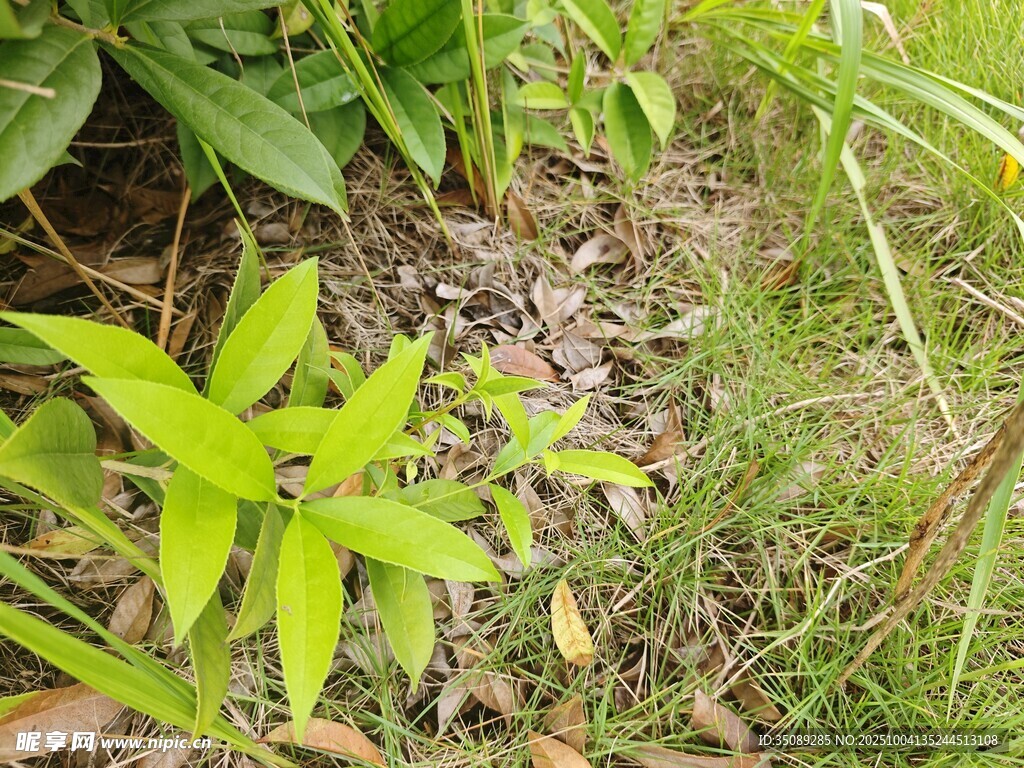 绿叶繁茂的草地景象