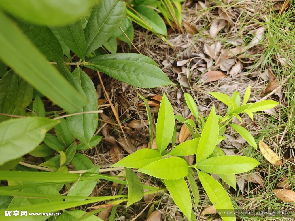 嫩绿植物生长于地面