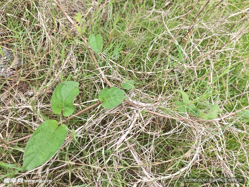 草地上的嫩绿植物