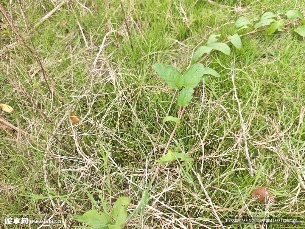 草地中的绿色植物