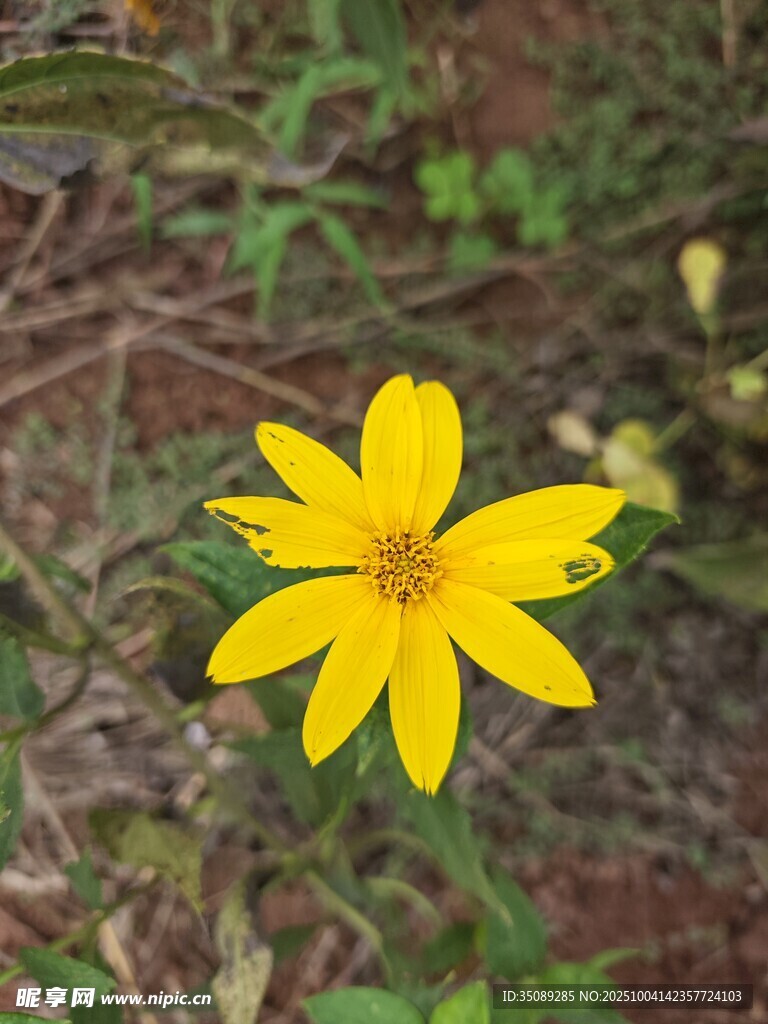 单朵黄色小花绽放