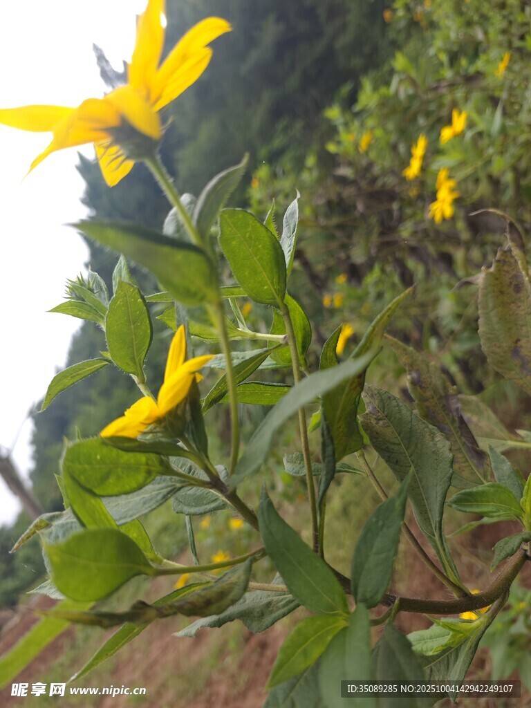 黄色野花绽放绿叶间
