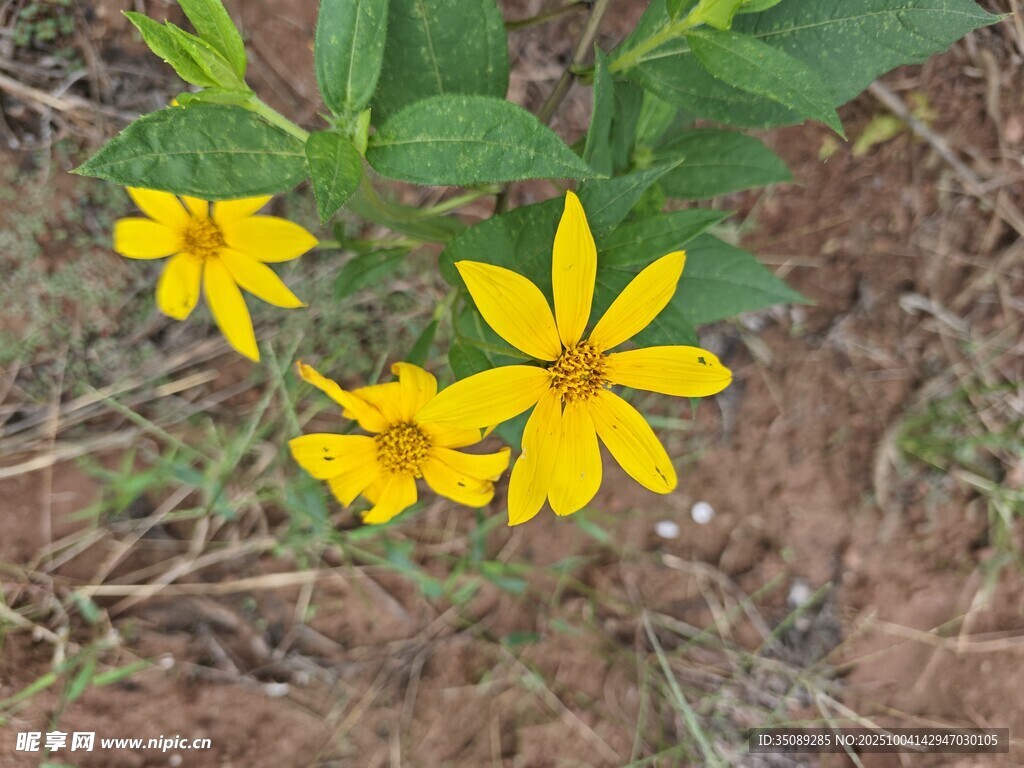 三朵黄色小花绽于草地