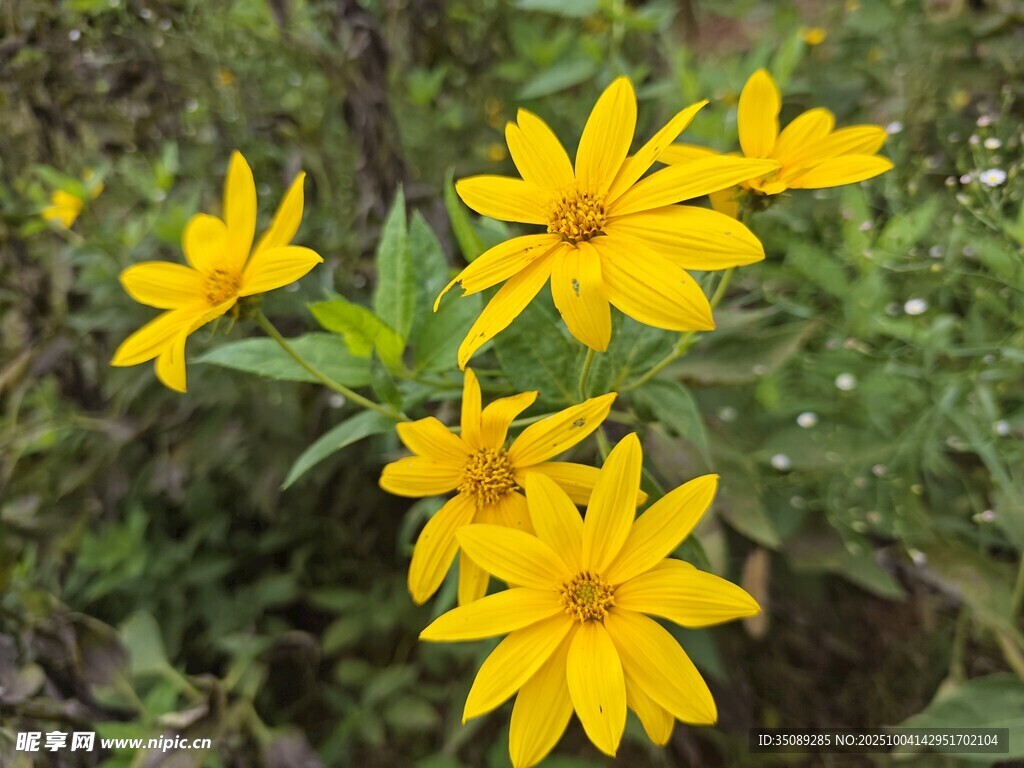 黄色小花绽放绿意间