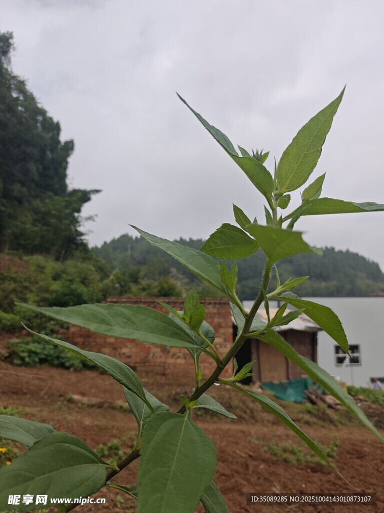 湖畔绿植与小屋风景