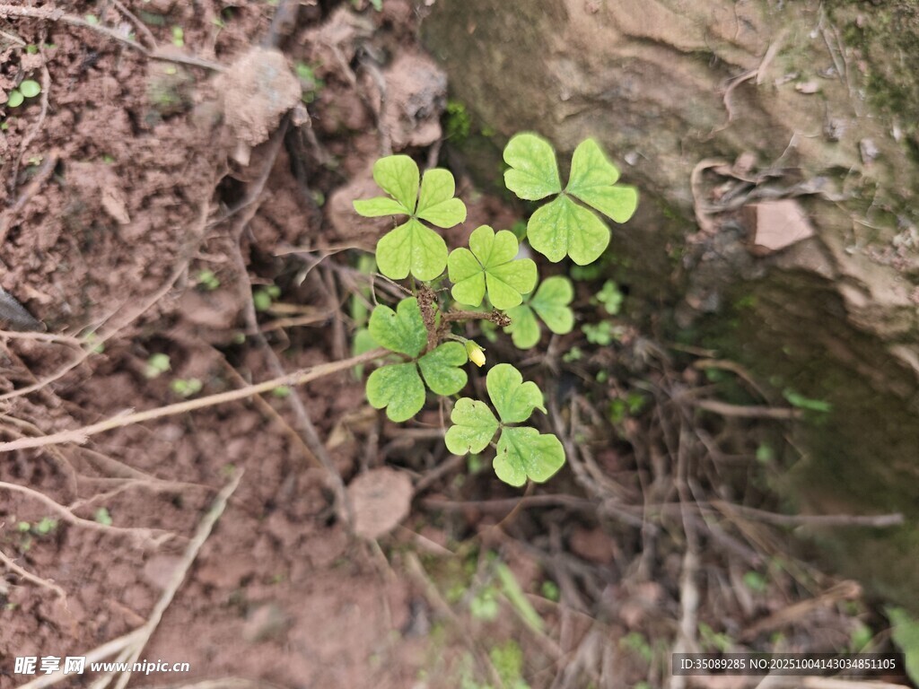 泥土中生长的嫩绿三叶草