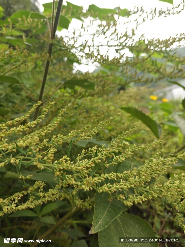 繁茂绿植近景
