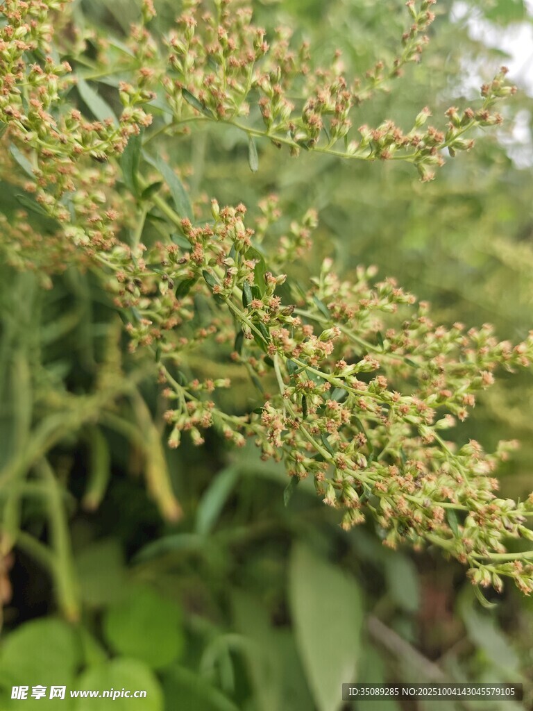 绿色植物的细密花穗