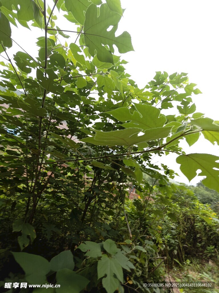 茂密绿植景观