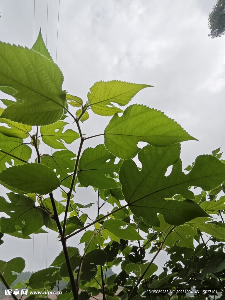 绿叶繁茂的植物枝丫