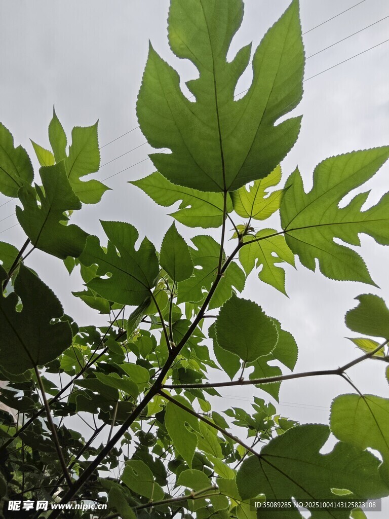 绿叶繁茂的奇特植物