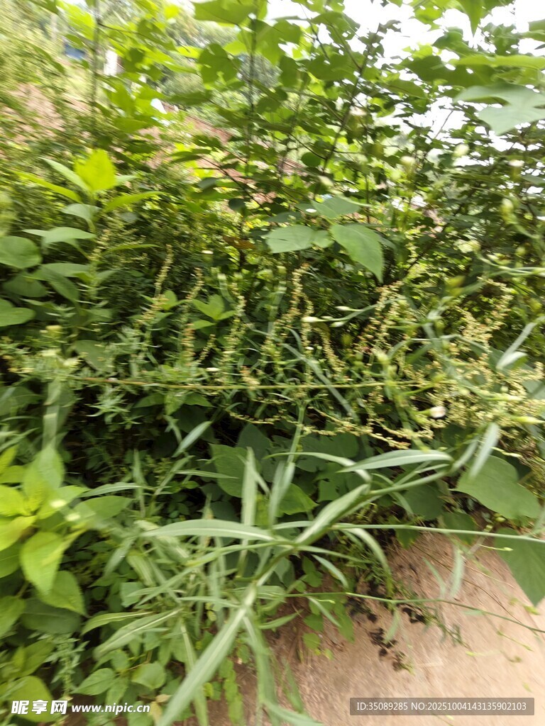 绿叶繁茂的植物景象