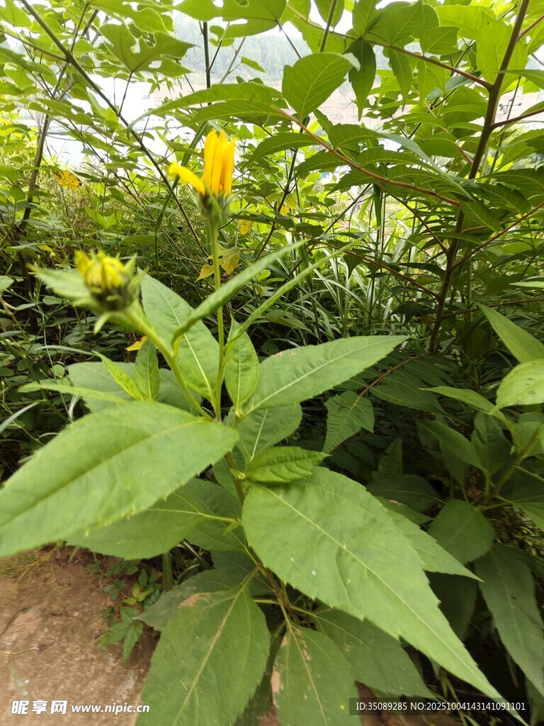 绿叶丛中的黄色小花