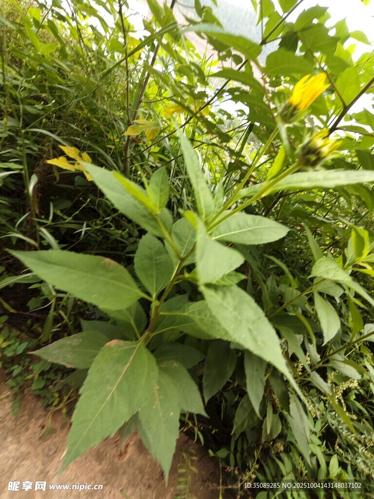 绿叶黄花的蓬勃植物