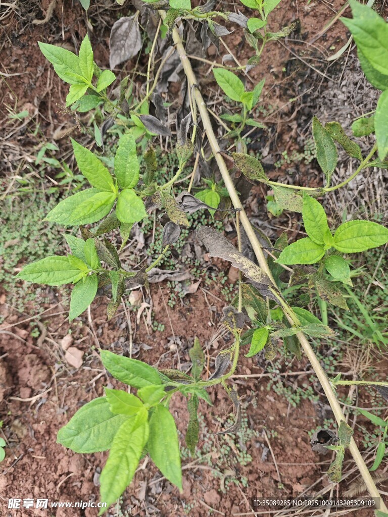 野外生长的嫩绿植物