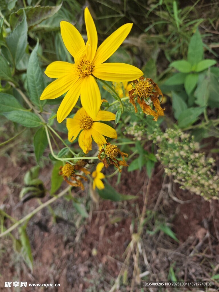 黄色小花绽放于绿植间