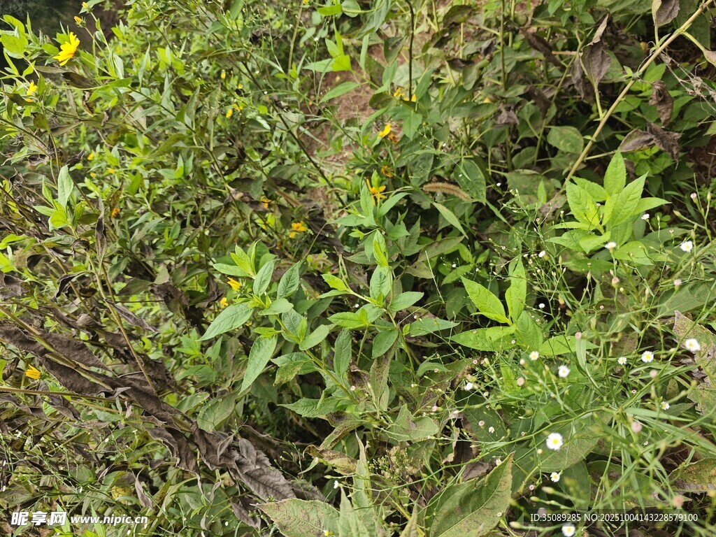 野外繁茂的绿色植物景观